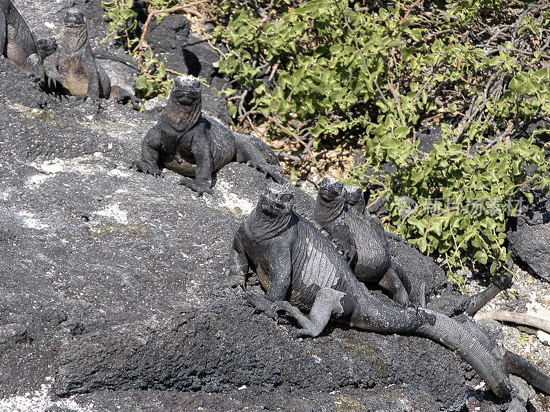 Marine Iguanas